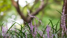 Lirope muscari in bloom in a woodland