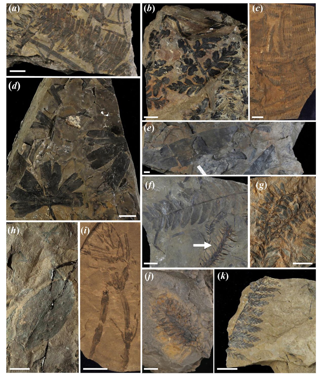 Plant fossil found in the Gates Formation in Alberta Canada, where the dinosaur likely lived. Despite the green abundance, the nodosaur was a remarkably picky eater.