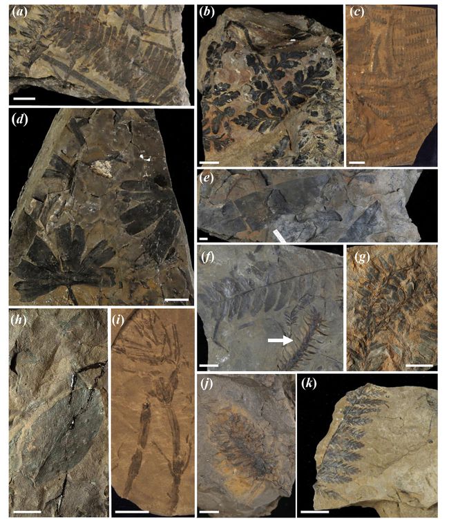 dinosaur rocks in stomach