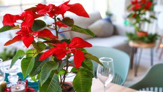 Blooming poinsetta on dining table