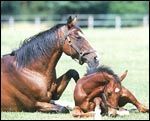 foal9main.jpg