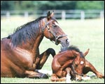 foal9main.jpg