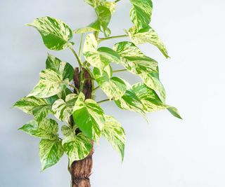 variegated pothos growing on pole