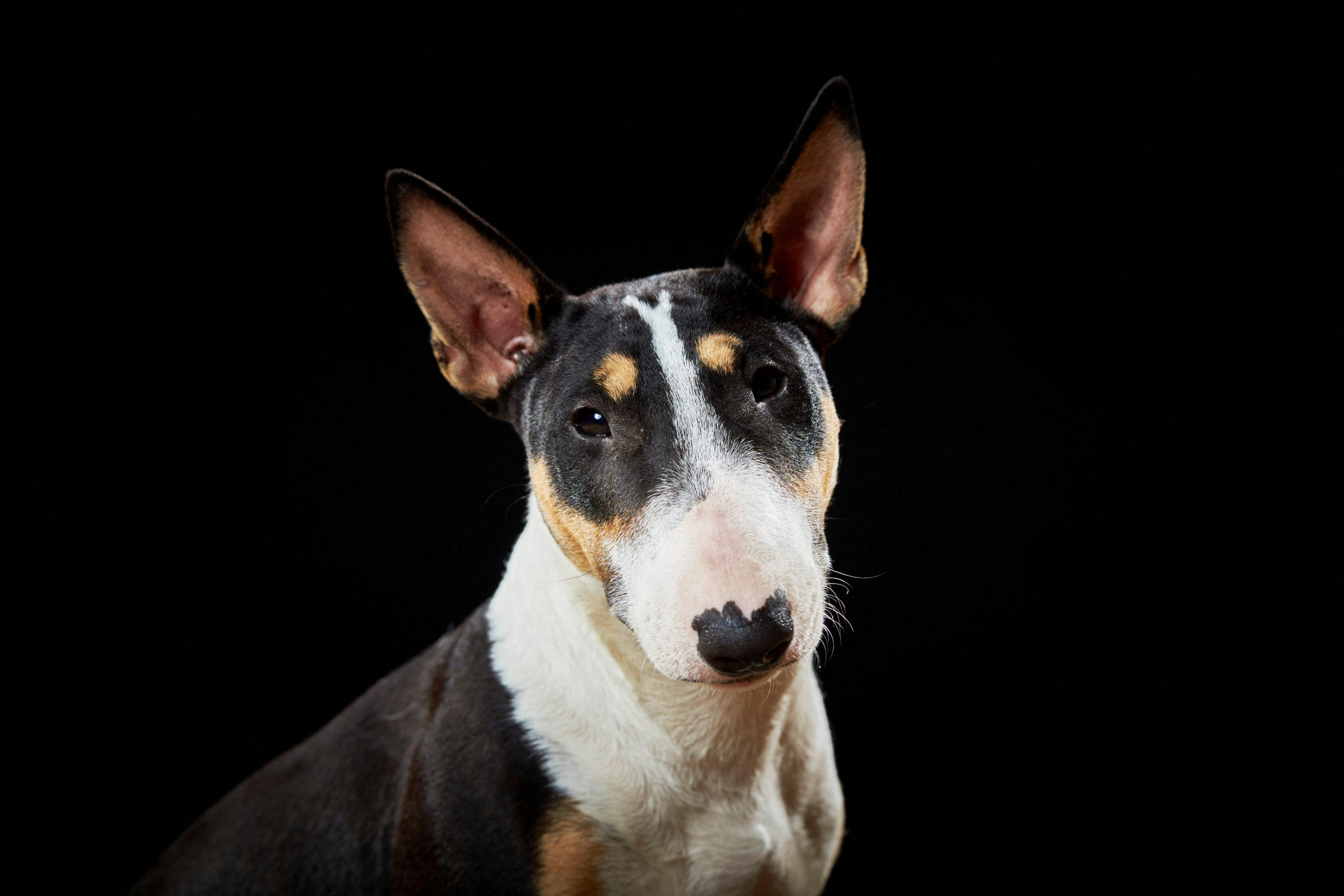 Black and tan miniature bull terrier against a black background