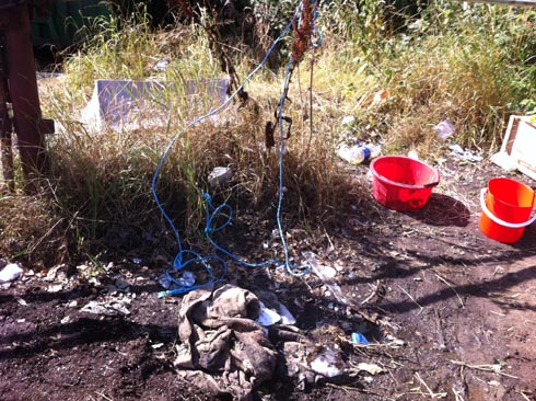 The area where the yearling was found