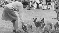 Black and white photograph of the Queen with her pet corgis, taken in 1973