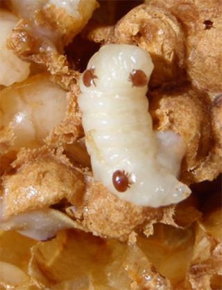 Varroa mites on a honey bee drone brood. Varroa is the most deadly parasite for honey bees, and has decimated their populations around the world.