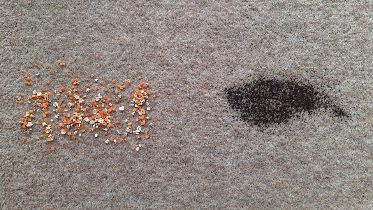 Tea and oats/ lentils on carpeted floor ready for the suction test