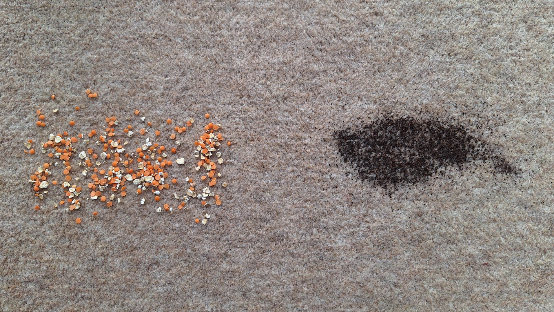 Tea and oats/ lentils on carpeted floor ready for the suction test