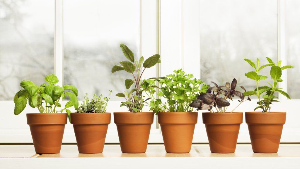 Potted herbs