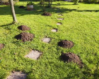 molehills in garden lawn by path