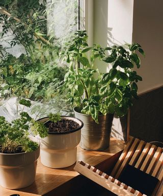 Indoor herb garden on window ledge