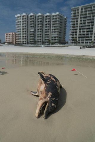 Young adult male dolphin in Orange Beach, Ala.