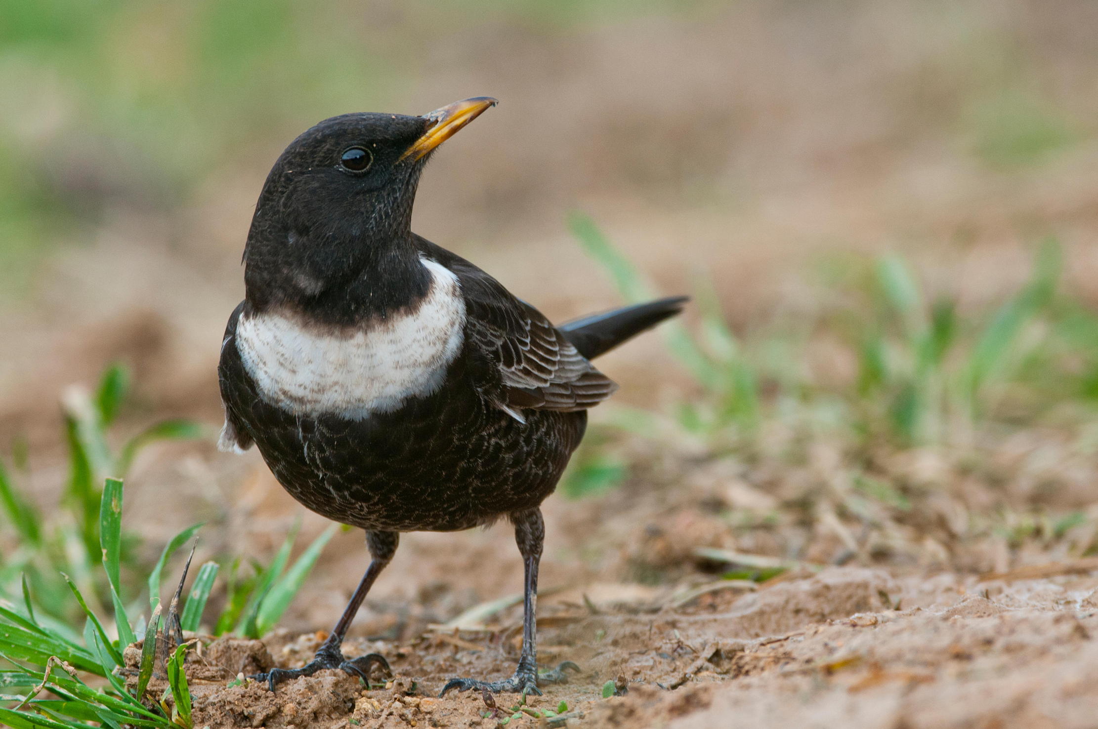 A ring ouzel