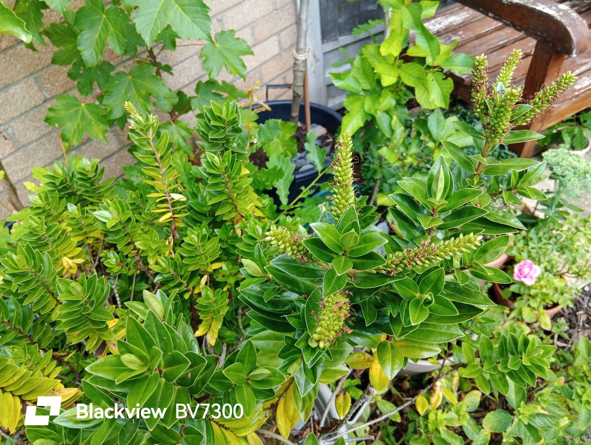 Blackview BV7300 Example images