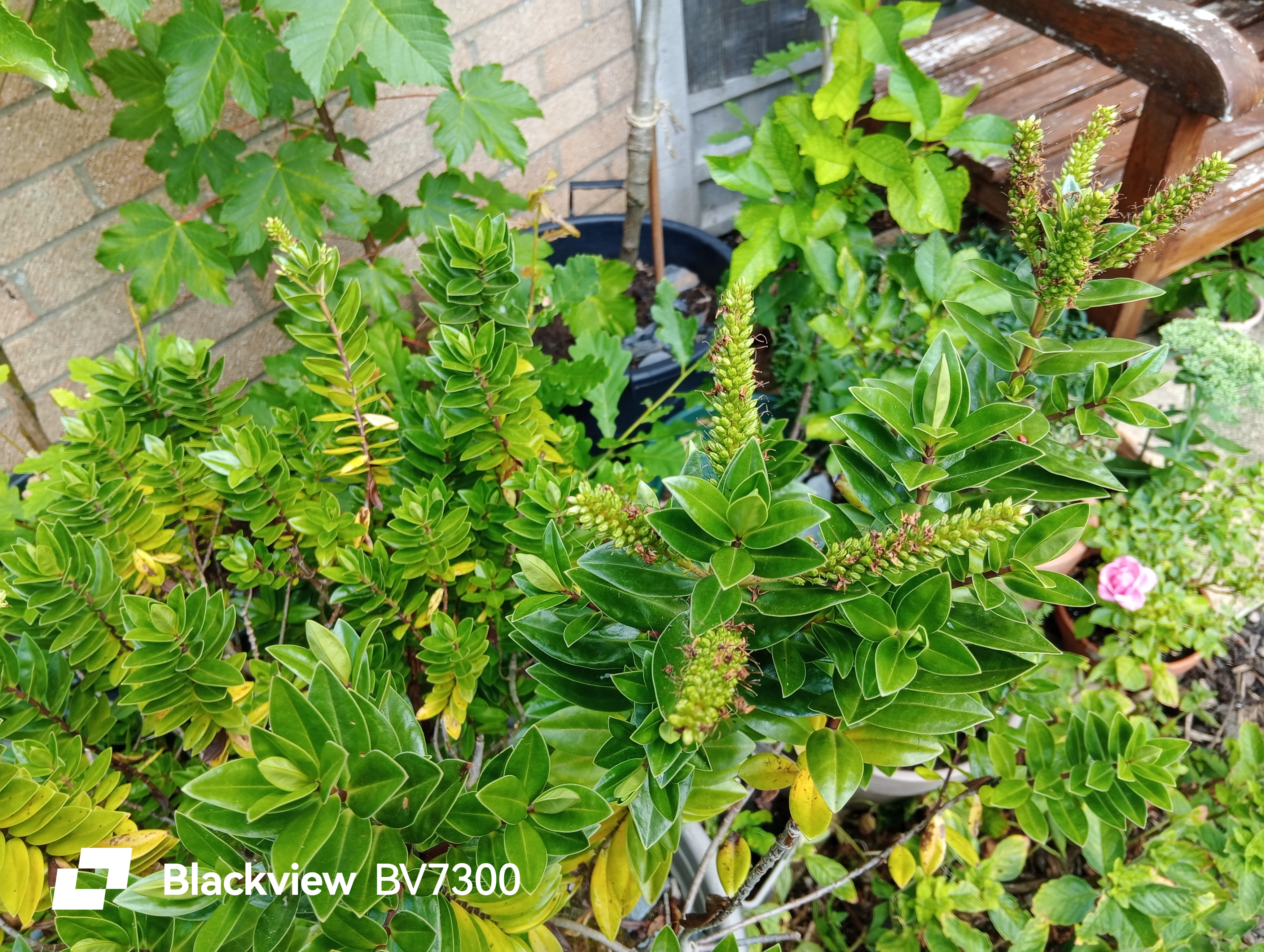 Blackview BV7300 Example images