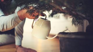 Watering a Christmas tree to show how to keep a Christmas tree alive for longer
