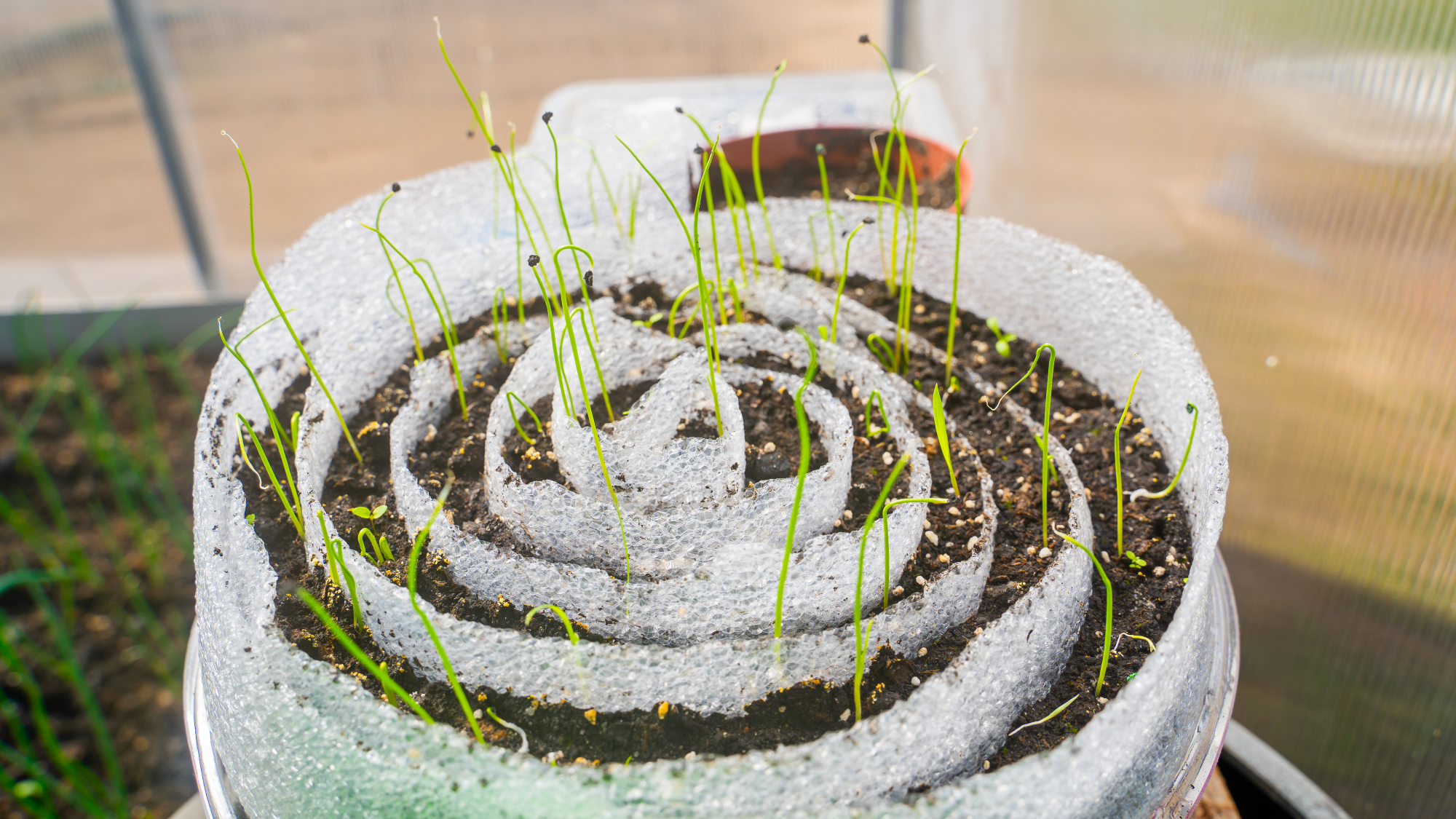 seed snail with sprouts