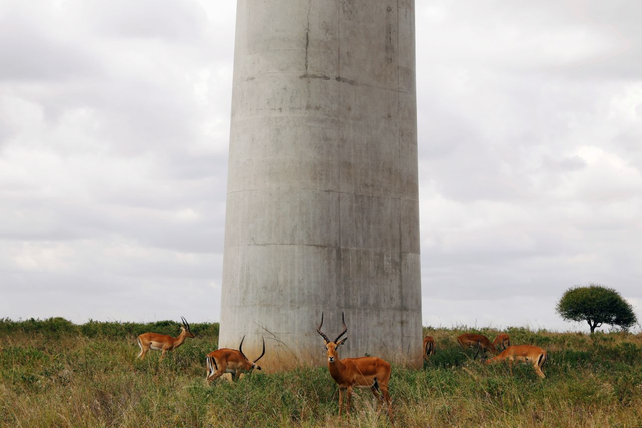 Antelope.