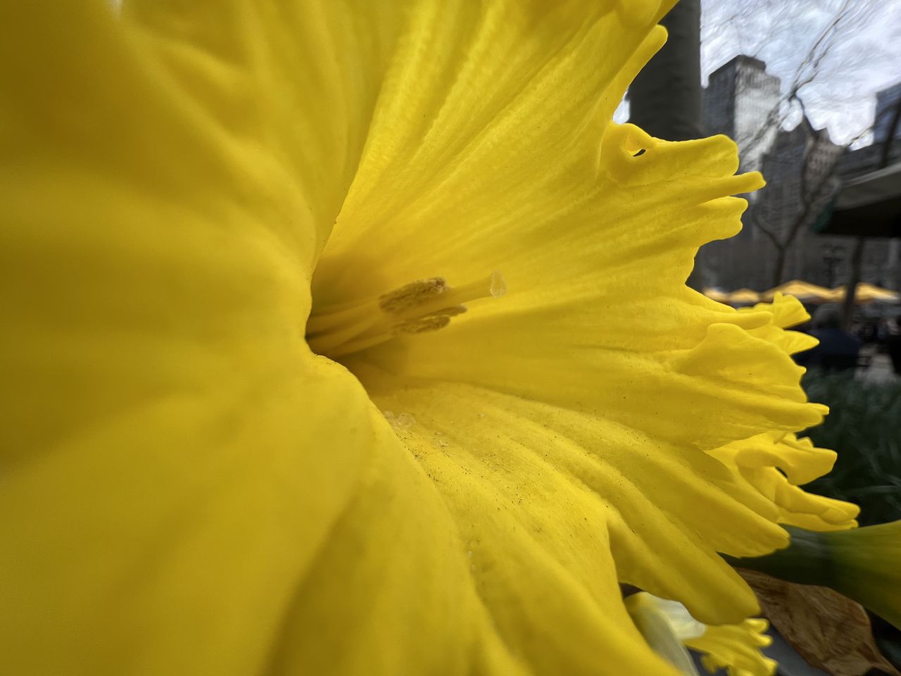 Apple iPhone 13 Pro Macro Photography