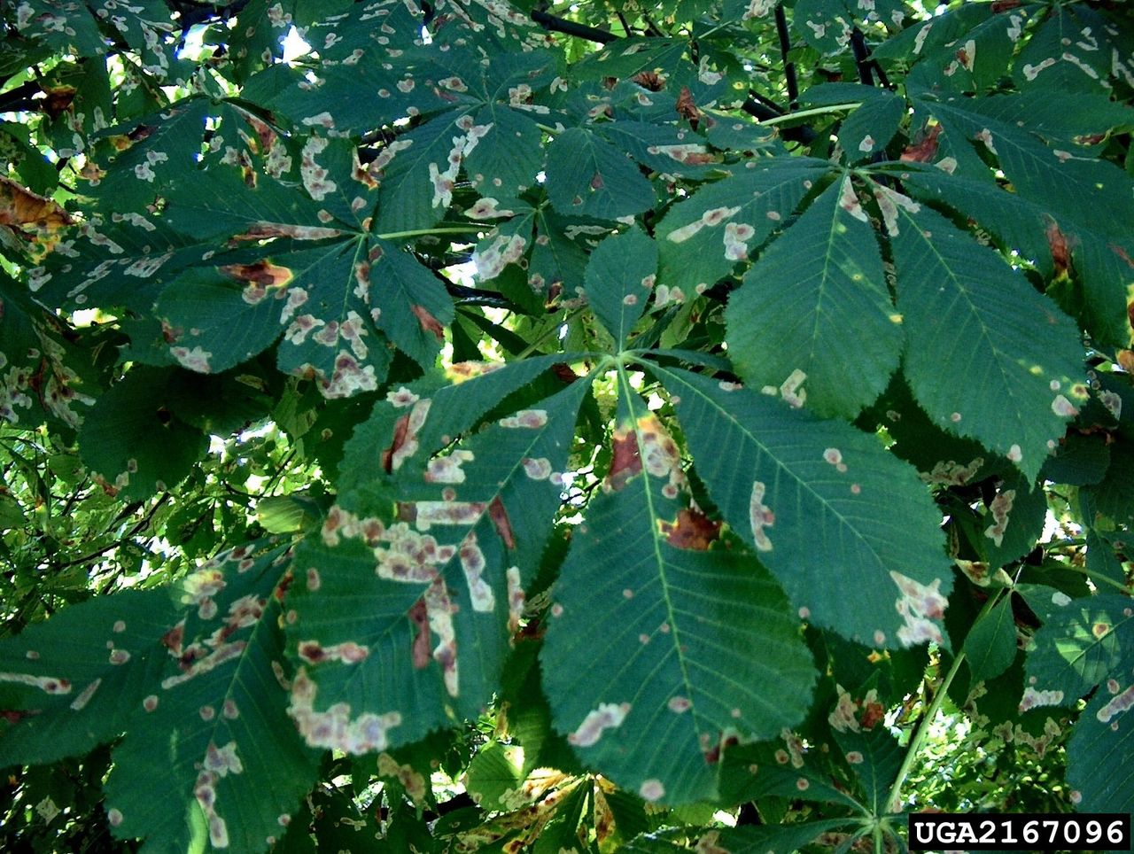 Damaged Horse Chestnut Plant