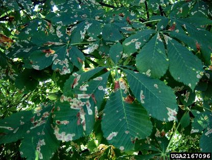 Damaged Horse Chestnut Plant