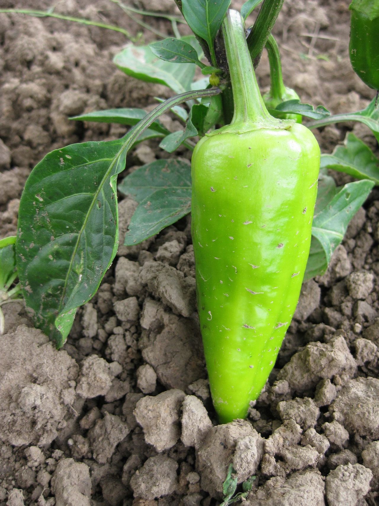 Green Pepper Plant