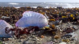 Portuguese Man O' War, beached on the South Cornwall coast, after storm Ophelia