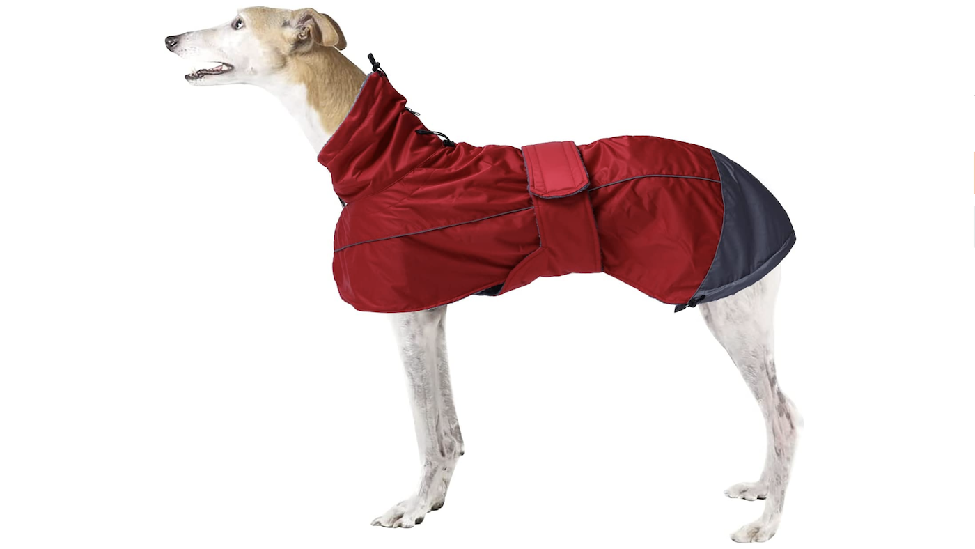 Greyhound wearing Morezi waterproof dog coat