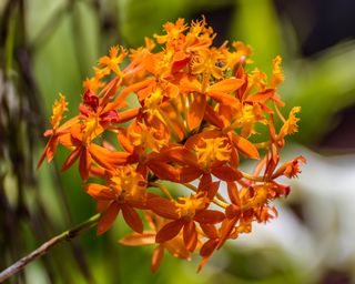 Orange Epidendrum orchid flower