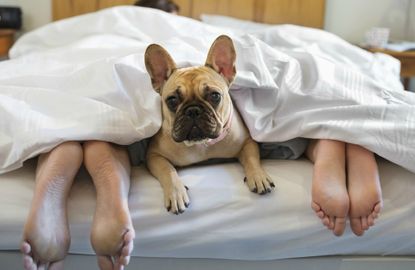 Letting your dog sleep on your bed could help you get a better night’s rest