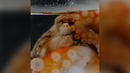 Close up photo of a ruby octopus