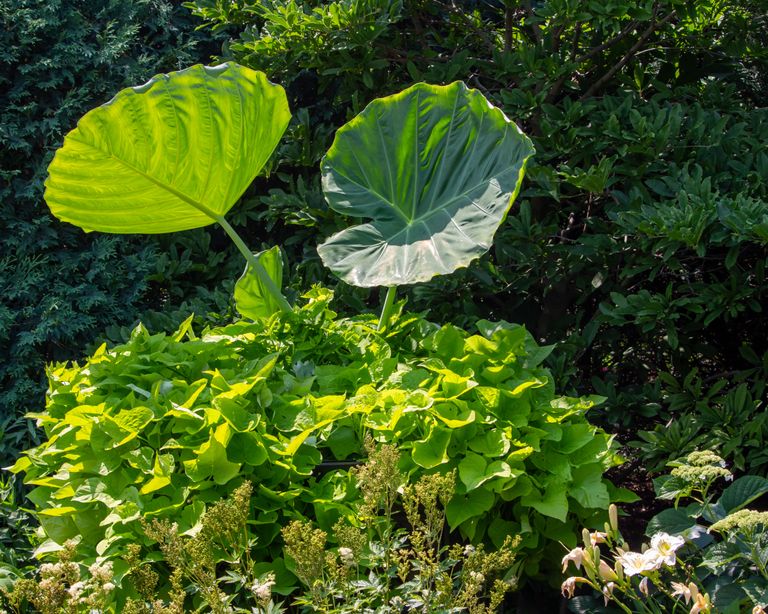 How to care for elephant ears tips for growing colocasia Homes & Gardens