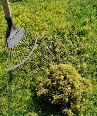 raking moss from lawn
