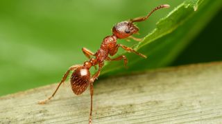 Red imported fire ant close-up