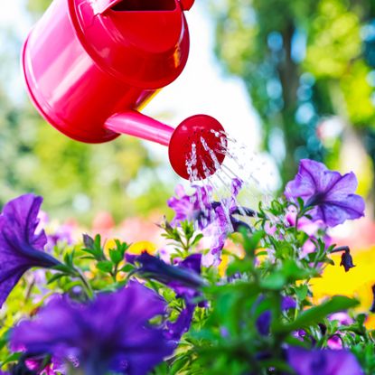 Watering beautiful flower bed with can outdoors