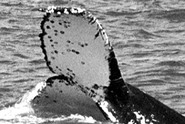 A picture taken off the coast of Brazil of the female humpback whale who migrated at least 6,090 miles (9,800 km) to Madagascar.