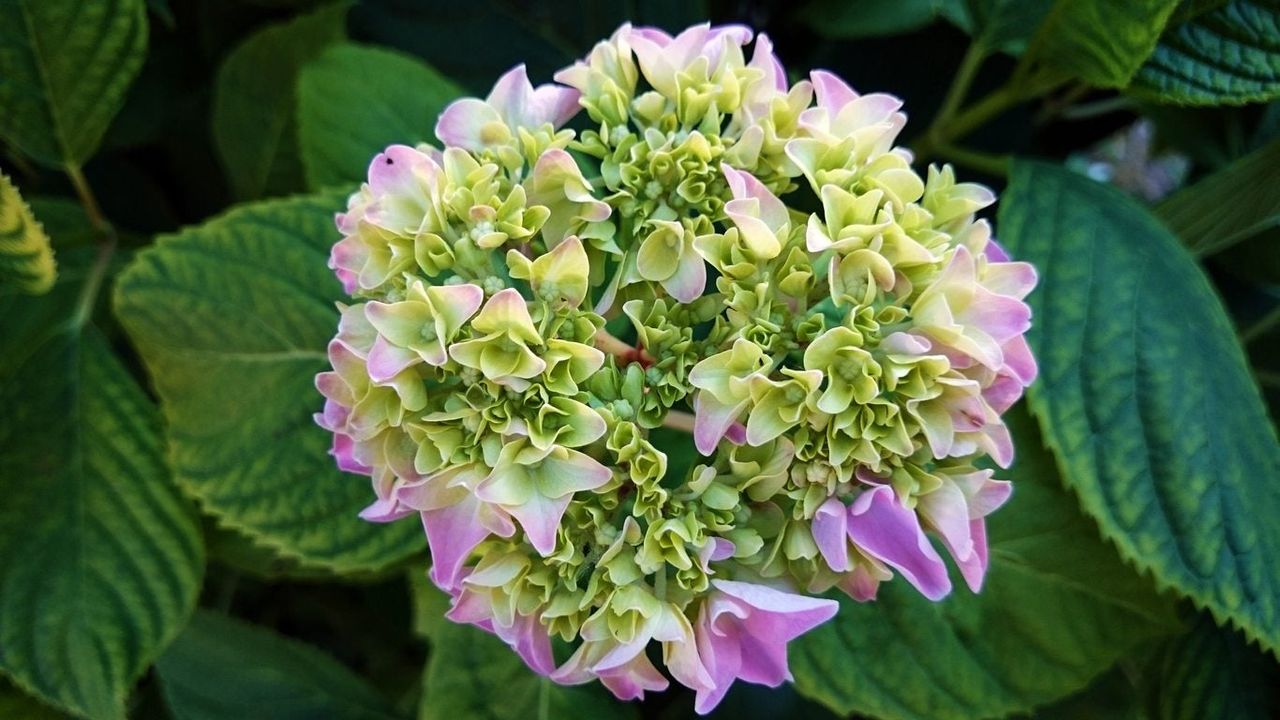 Pink bigleaf hydrangea flower