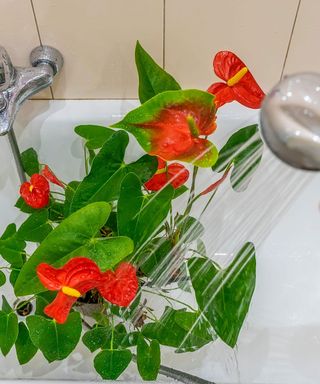 watering an anthurium houseplant in the bath with a showerhead