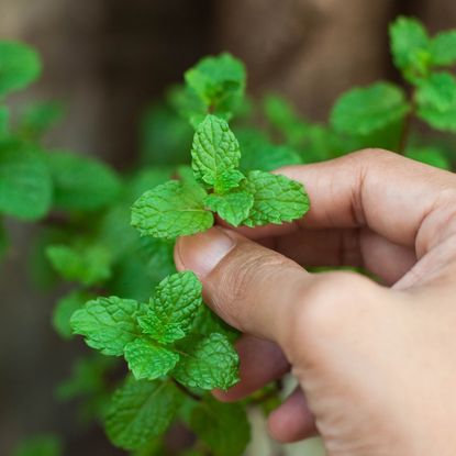 A hand pinches the top of a mint plant