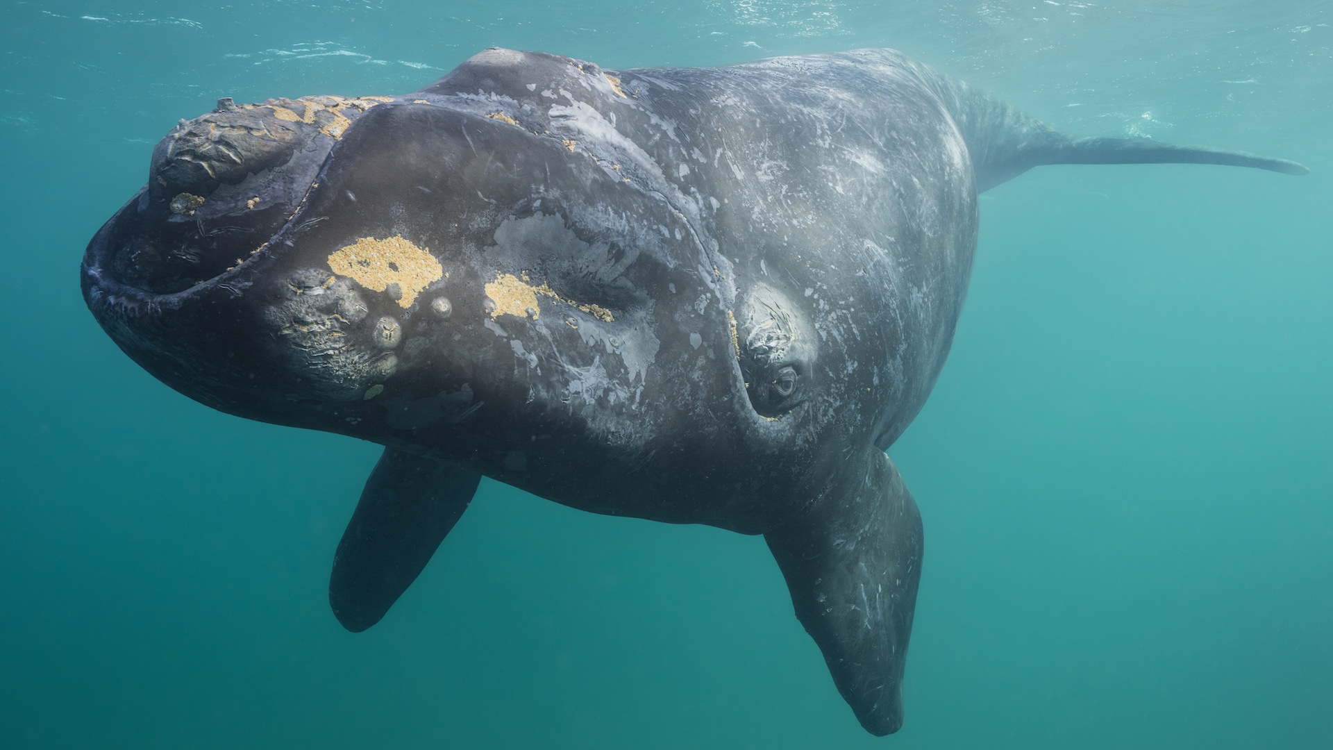 a southern right whale swimming