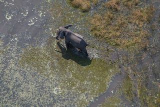 A single elephant is photographed from an aerial survey.