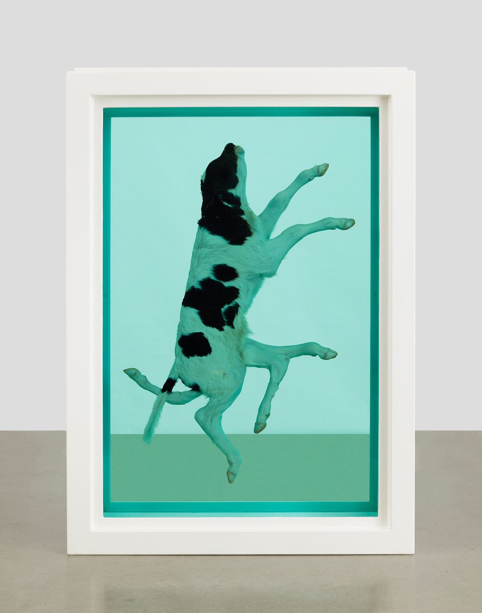 Review: Damien Hirst ‘Natural History’ at Gagosian London | Wallpaper