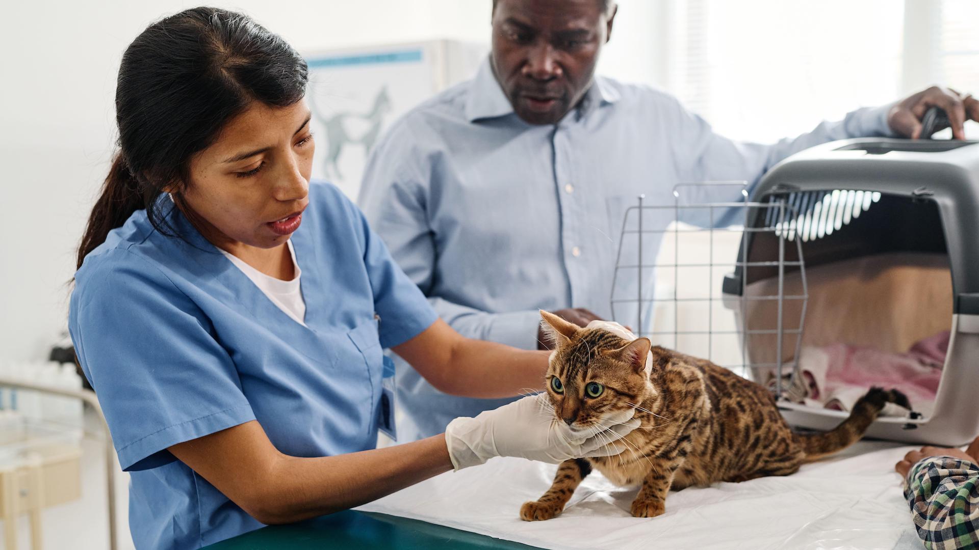 Bengal cat with vet, coming out of carrier