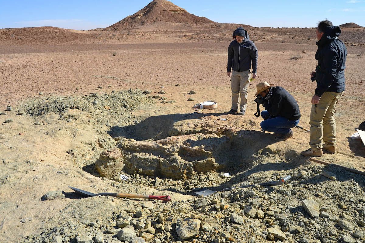 The excavation site of the first specimen of the new crocodilelike species, &lt;em&gt;Machimosaurus rex&lt;/em&gt; on the edge of the Sahara Desert.