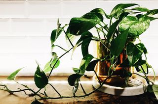 Heartleaf Philodendron plant kept on top of a table