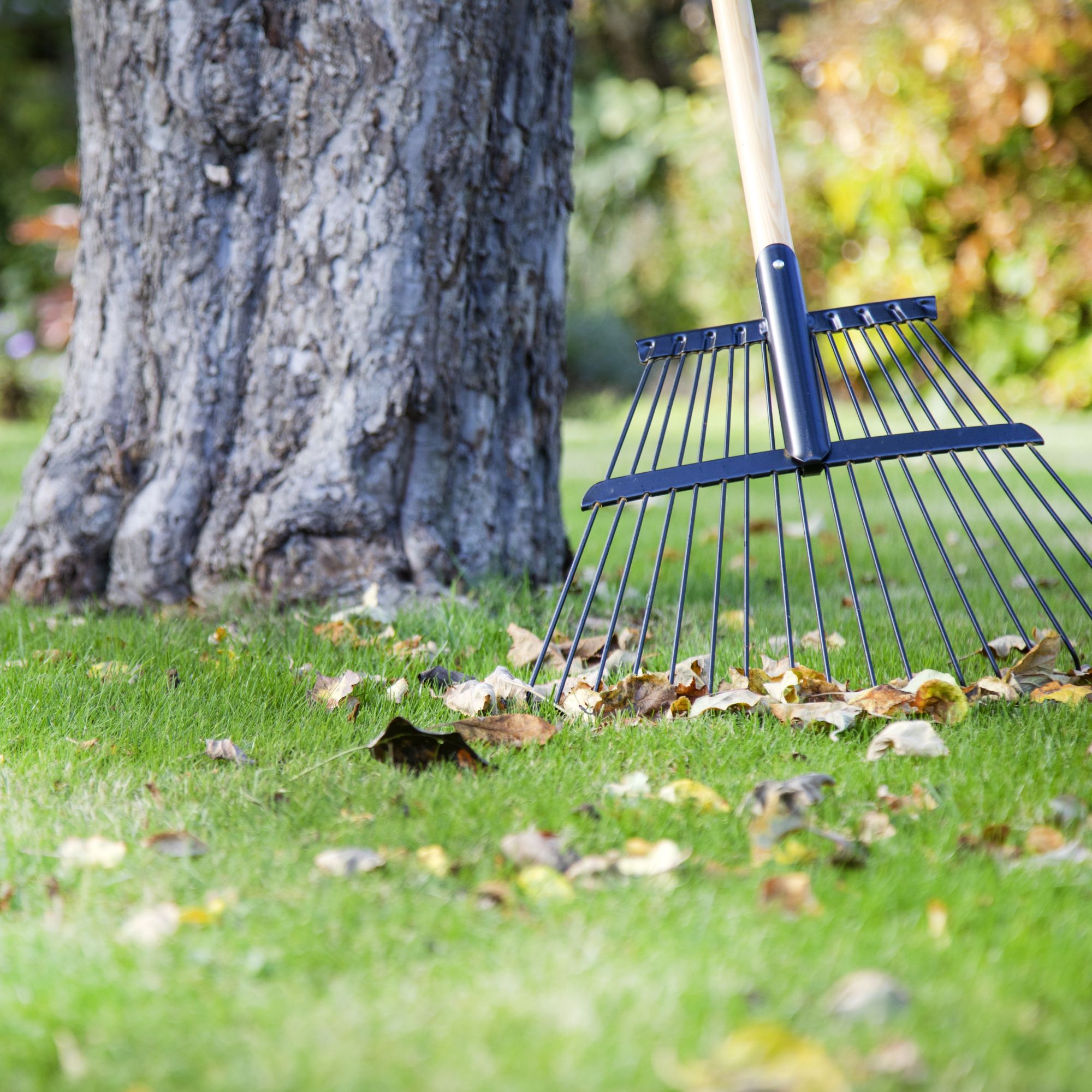 leaves on lawn with rake