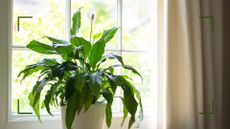 Picture of peace lily in front of a window on a windowsill to support an expert answer to why are my peace lily leaves turning yellow