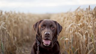 Chocolate labrador in cornfield