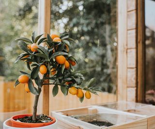 Orange tree in conservatory